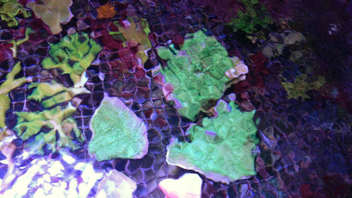 1 - 2 Large Forest Fire Digi, Purple Rim Neon Green, Neon Green Pocillopora