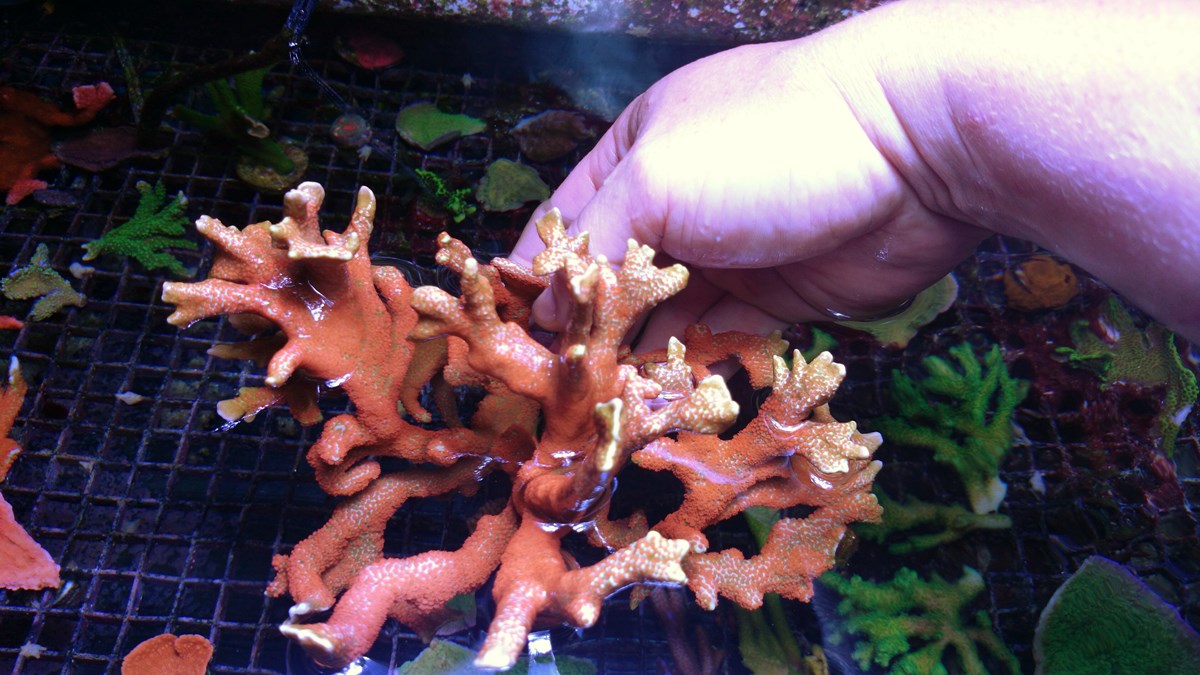 2 - 2 Large Forest Fire Digi, Purple Rim Neon Green, Neon Green Pocillopora