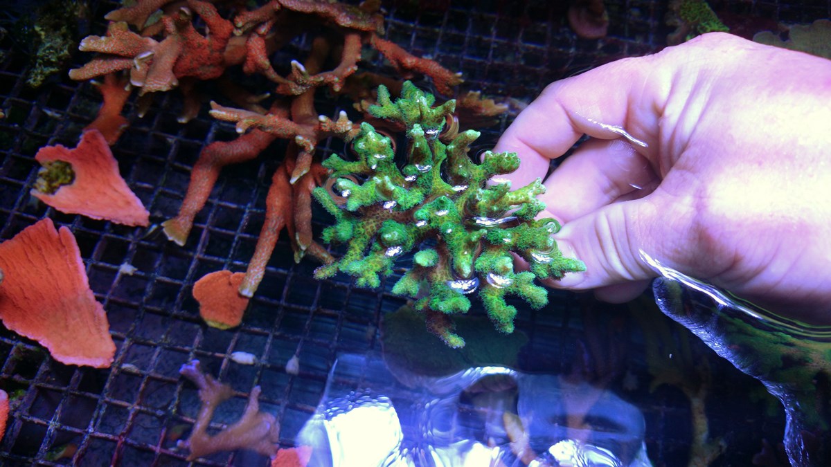 3 - 2 Large Forest Fire Digi, Purple Rim Neon Green, Neon Green Pocillopora