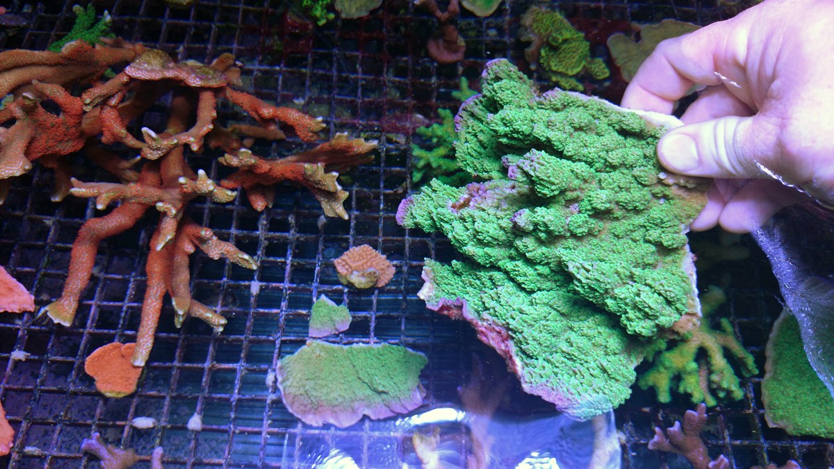 4 - 2 Large Forest Fire Digi, Purple Rim Neon Green, Neon Green Pocillopora