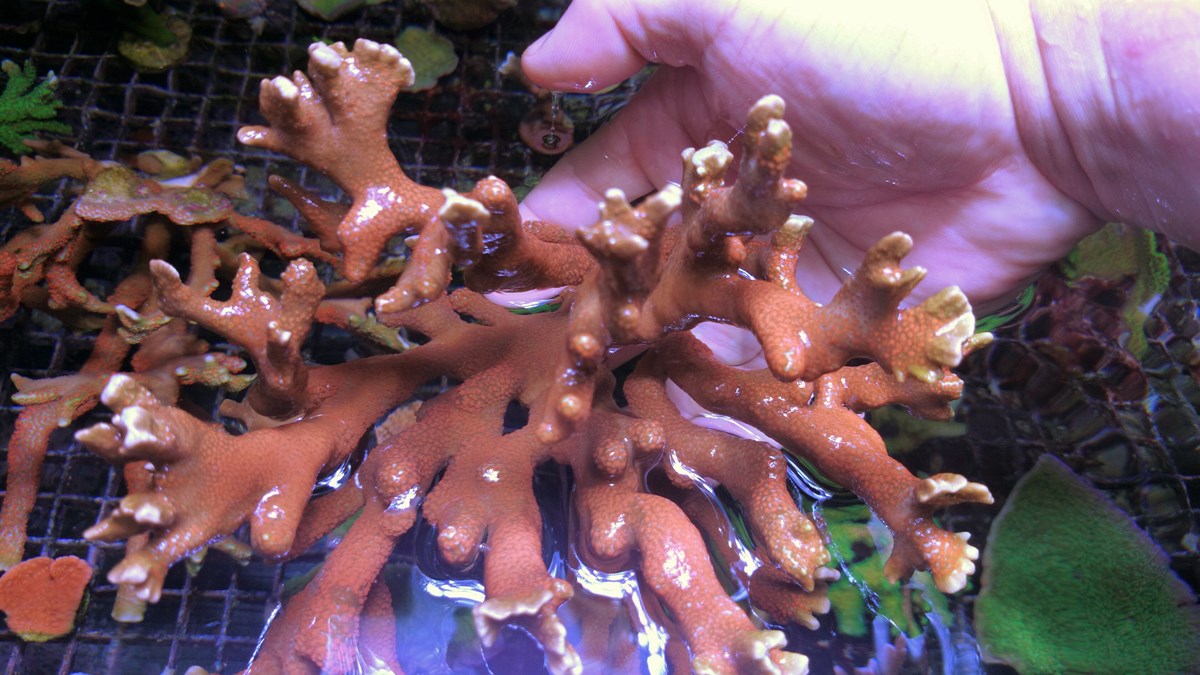 5 - 2 Large Forest Fire Digi, Purple Rim Neon Green, Neon Green Pocillopora