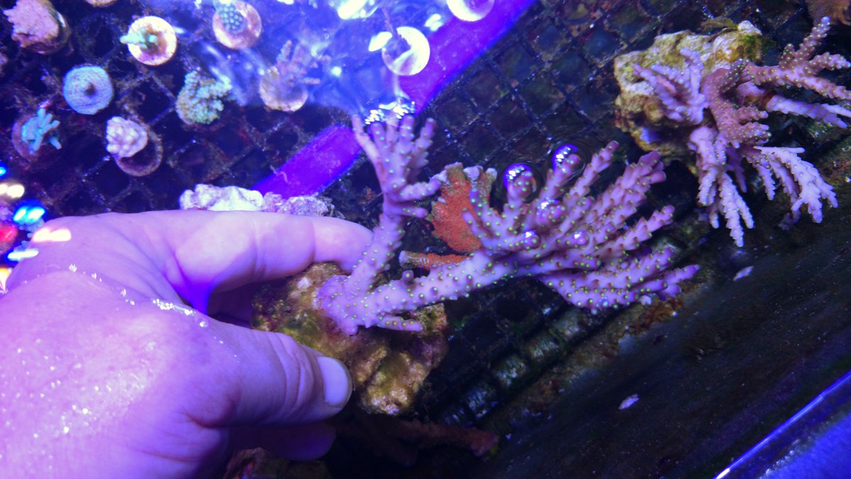 710 - 2 Large Forest Fire Digi, Purple Rim Neon Green, Neon Green Pocillopora