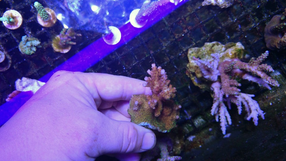 711 - 2 Large Forest Fire Digi, Purple Rim Neon Green, Neon Green Pocillopora