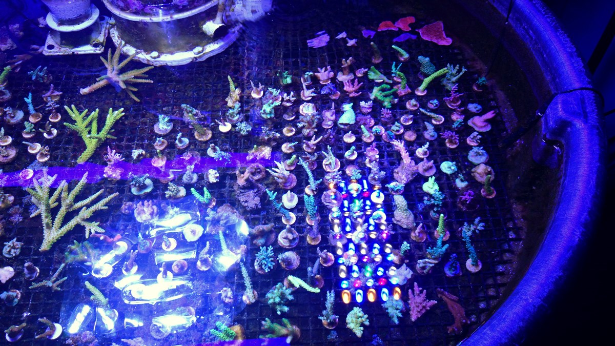 713 - 2 Large Forest Fire Digi, Purple Rim Neon Green, Neon Green Pocillopora