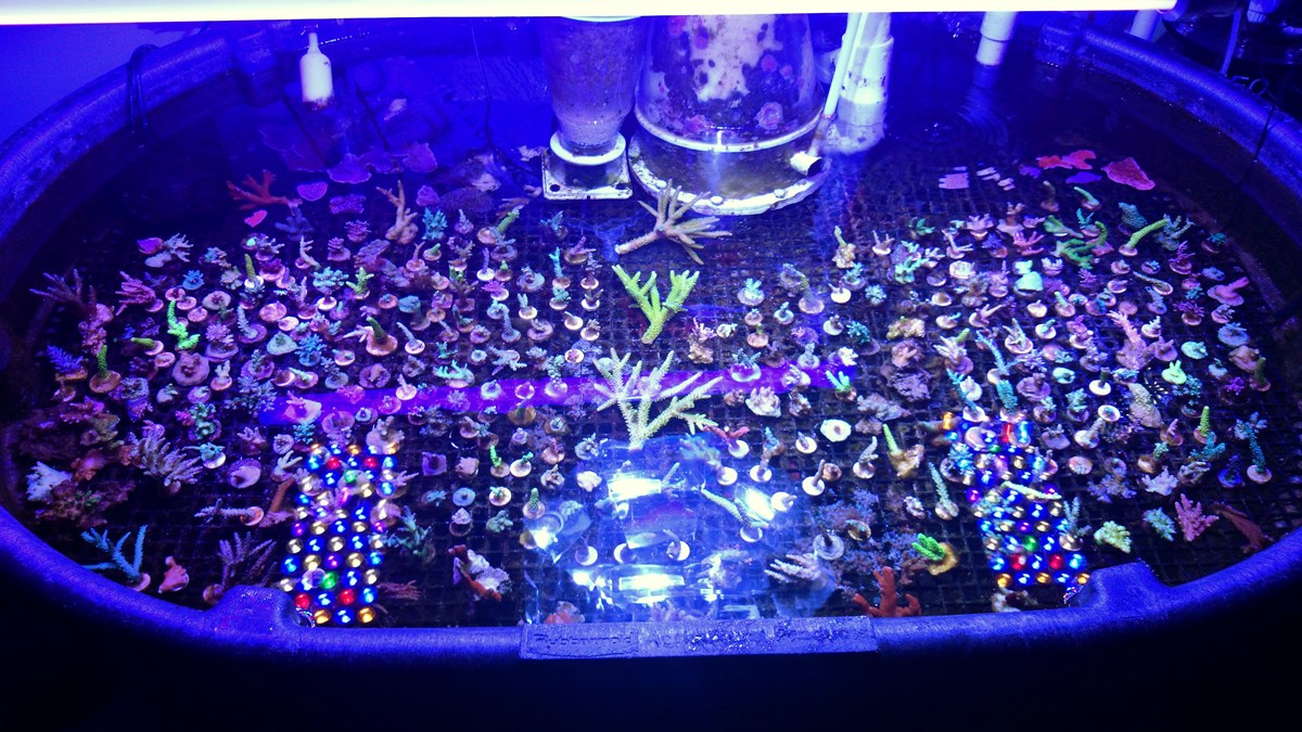 714 - 2 Large Forest Fire Digi, Purple Rim Neon Green, Neon Green Pocillopora