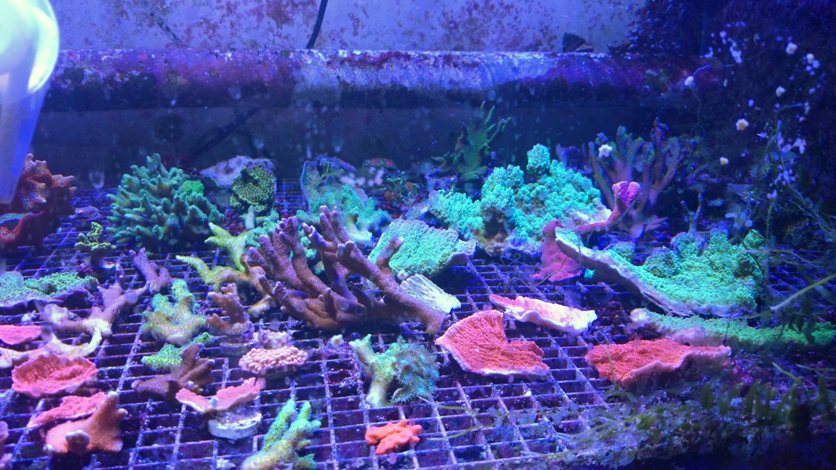 72 - 2 Large Forest Fire Digi, Purple Rim Neon Green, Neon Green Pocillopora