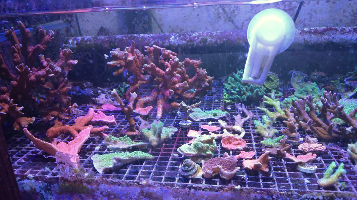 73 - 2 Large Forest Fire Digi, Purple Rim Neon Green, Neon Green Pocillopora