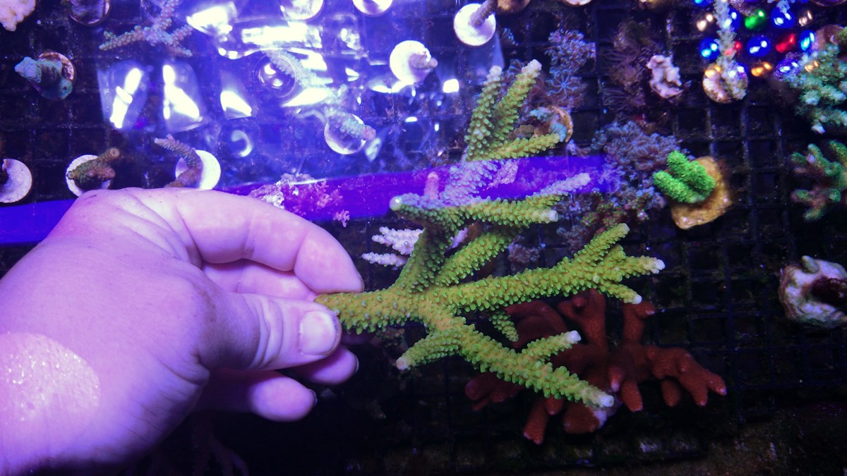 75 - 2 Large Forest Fire Digi, Purple Rim Neon Green, Neon Green Pocillopora