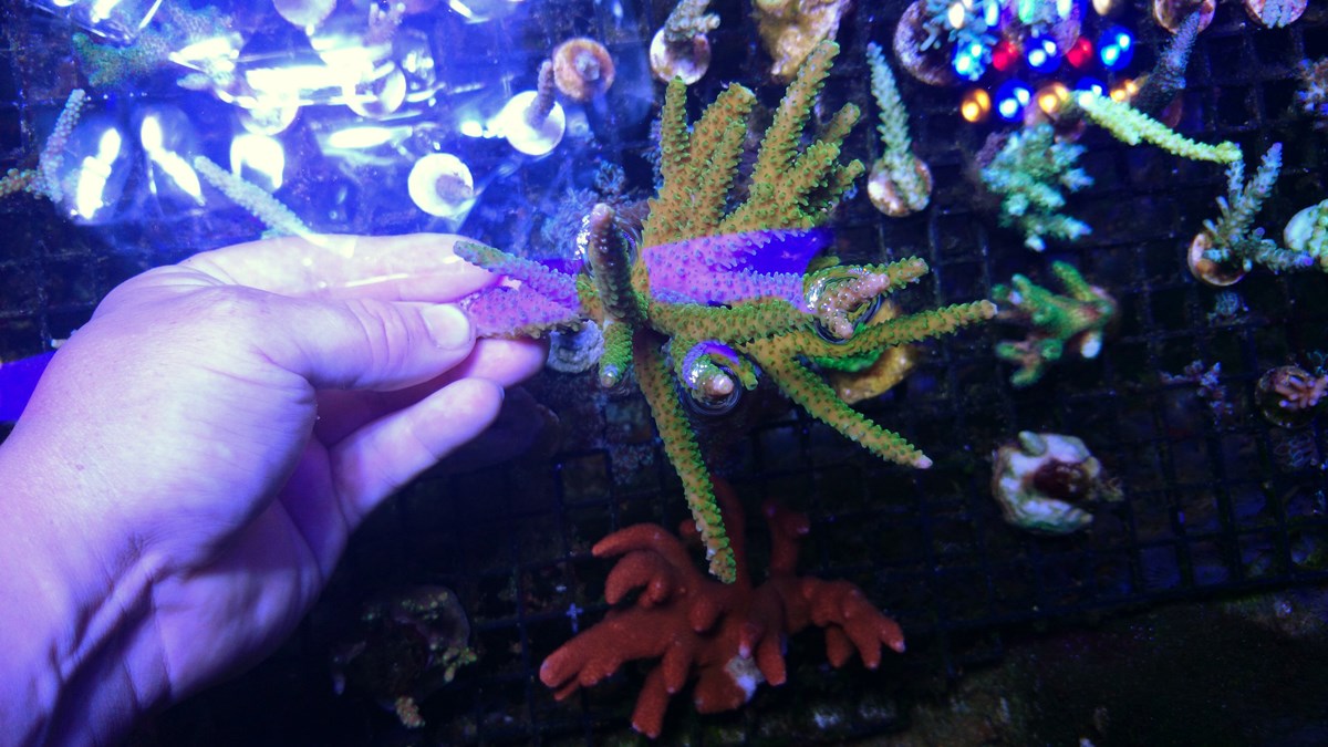 76 - 2 Large Forest Fire Digi, Purple Rim Neon Green, Neon Green Pocillopora