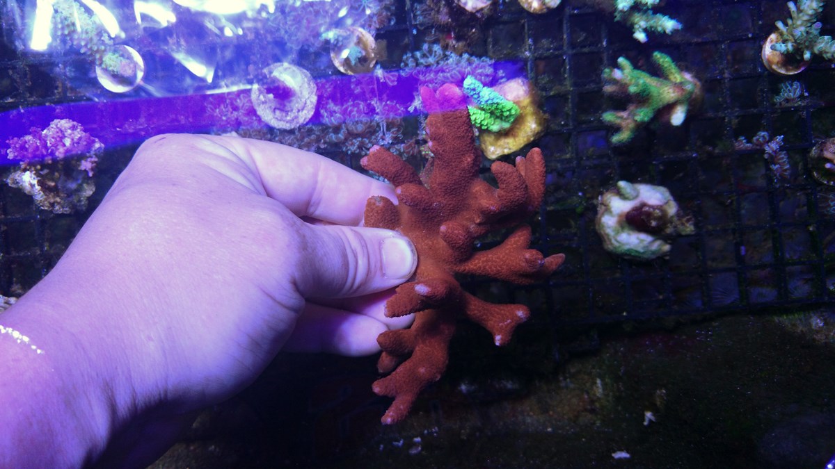 77 - 2 Large Forest Fire Digi, Purple Rim Neon Green, Neon Green Pocillopora