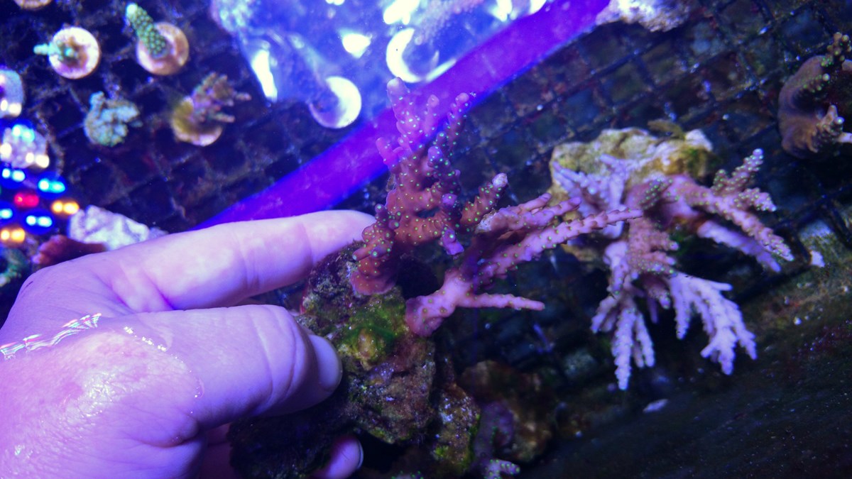 78 - 2 Large Forest Fire Digi, Purple Rim Neon Green, Neon Green Pocillopora