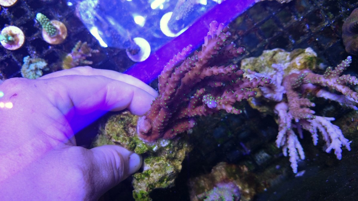 79 - 2 Large Forest Fire Digi, Purple Rim Neon Green, Neon Green Pocillopora